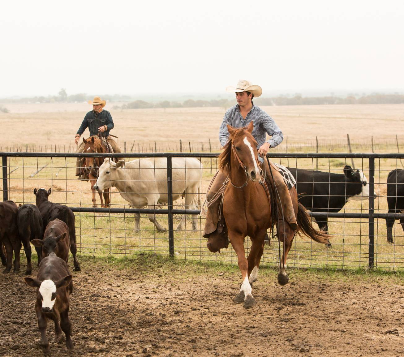 Two cows in the prairie