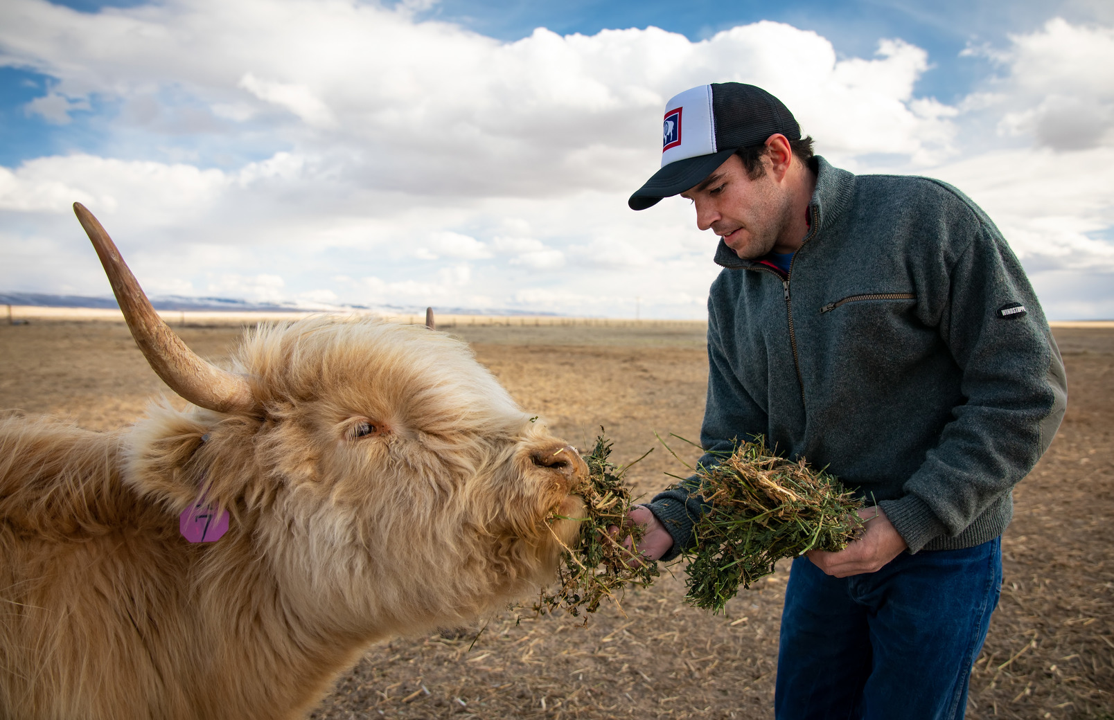 Alum with livestock