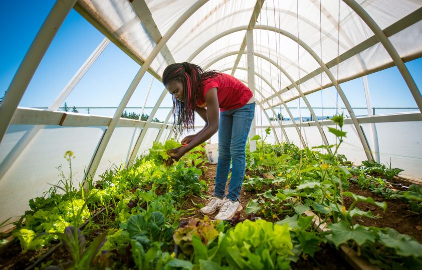 A student looks at plants in a greenhouse