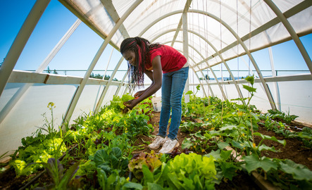 A student looks at plants in a greenhouse