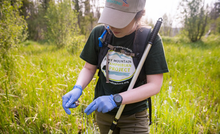 Wildlife and fisheries biology and management student in field