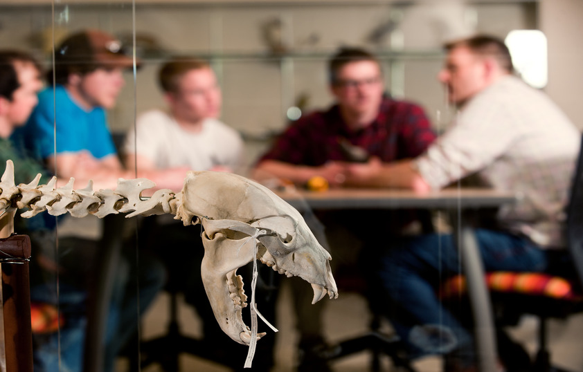 Animal skeleton in forefront of photo with a group of students in the backaground