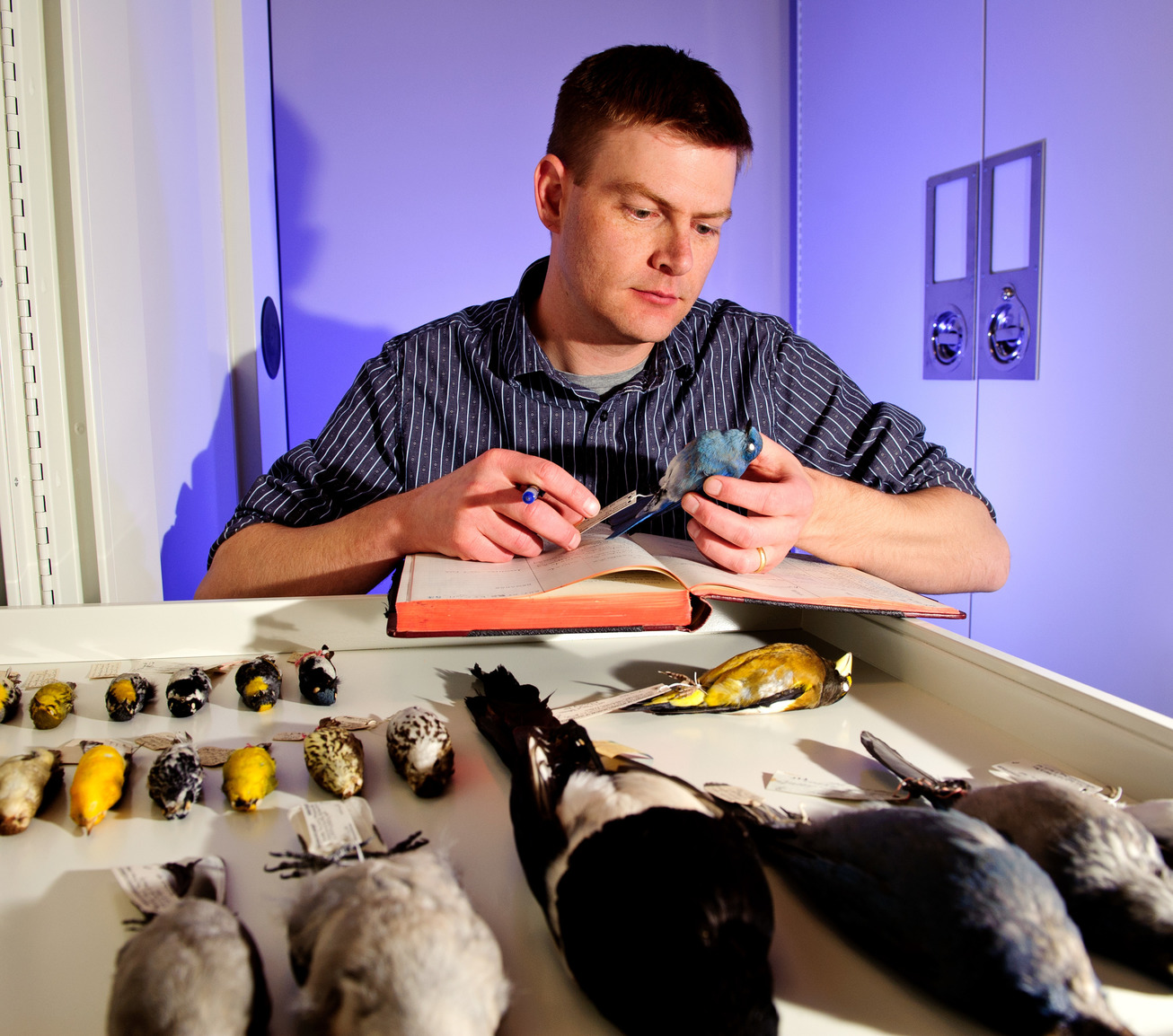 Professor examining birds