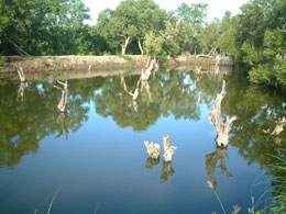 Mangrove stumps in pond