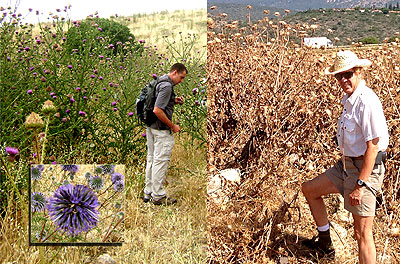 A six-foot man stands beneath Galilean thistles, while another stands before a thicket of dead globe thistles. Inset: A blooming globe thistle