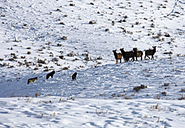 Wild animals in snowy habitat