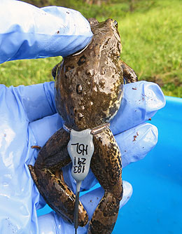 Columbia spotted frog
