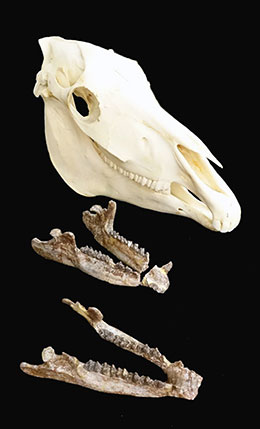 skull and two jawbones from ancient mammal
