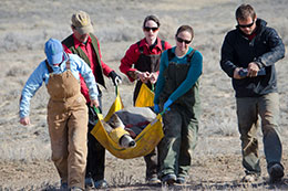 group of people carrying sedated deer in sling