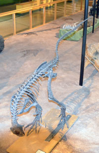 dinsosaur skeleton in museum display
