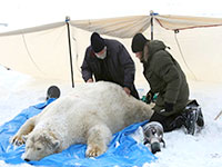 two men in winter coats and hats looking at sedated polar bear on blue tarp