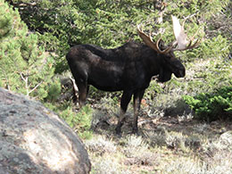 moose standing in woods