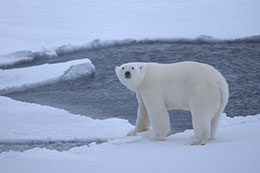 polar bear on snow with water in the background