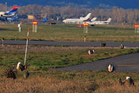 sage grouse in the foreground with an airport and airplanes in the background