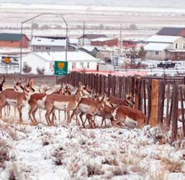 line of antelope in the snow crawling under a fence with a town in the background