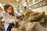 woman in white coat working on large fossil