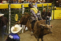 man riding a bull in a rodeo arena