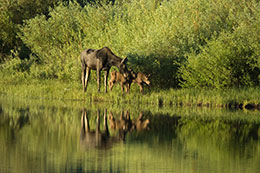 moose cow and two calves browsing by river