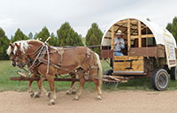 draft horses pulling a covered sheep wagon