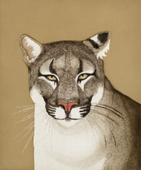 drawing of cougar