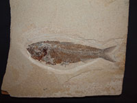 photo of fossil fish