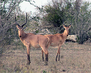 two hirola antelope with very tall horns stand facing opposite directions