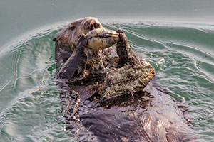 sea otter on back in the water, holding a clam