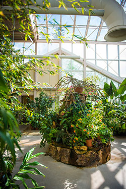 interior of greenhouse with lushly growing plants