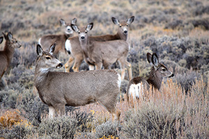 herd of deer standing in sagebrush