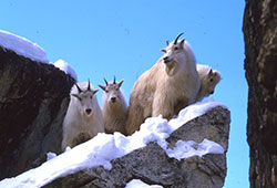 four mountain goats on a snowy outcropping of rock