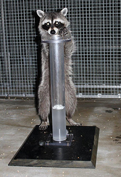 raccon standing behind a large tube on a stand