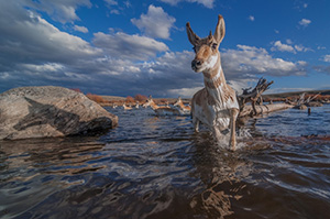 pronghorn antelope in the middle of a stream