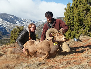 man and woman displaying a captured and tagged bighorn ram