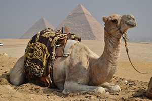 camel crouching with pyramids in the background