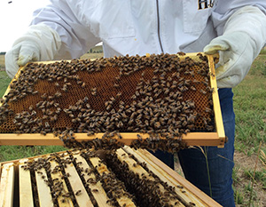 gloved hands holding frame from beehive with bees on it