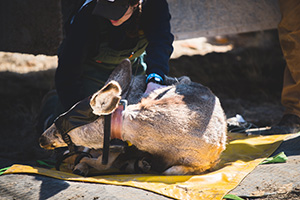 Woman working with deer on the ground