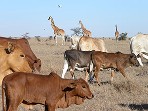 giraffes and cattle on African plain