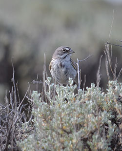 sparrow perched on sagebrush