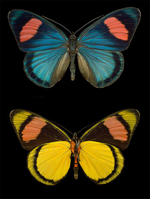 two butterflies on a black background