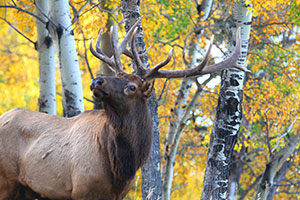 bull elk with antlers