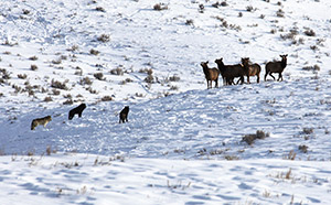 group of wolves and group of elk on snowy plains