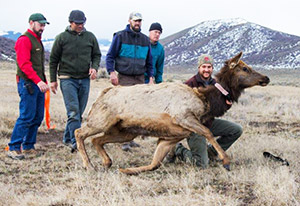 five people and an elk