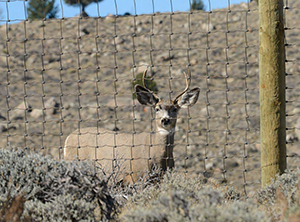 deer behind a fence