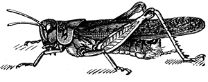 a drawing of a locust