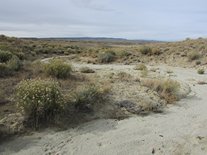 desert area with sagebrush