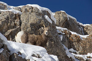 bighorn sheep on rock face