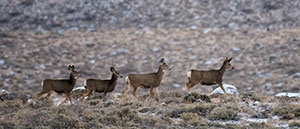 group of deer