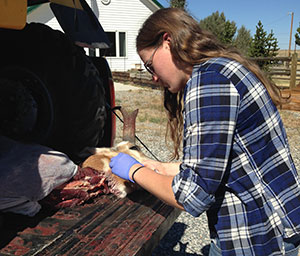 Woman working on antelope in the bed of a pickup truck