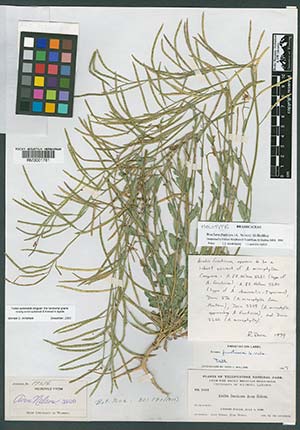 plant specimen