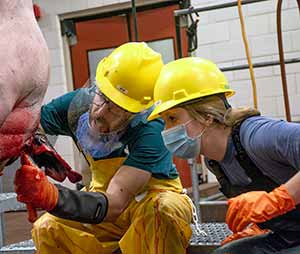 two people working on an animal carcass